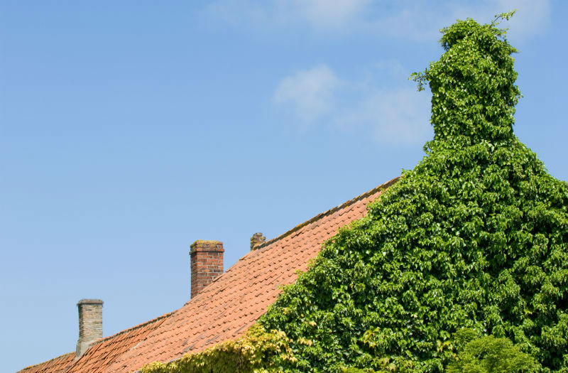 Ivy Can Severely Damage Your Chimney