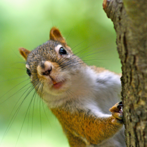 Preventing Animal Chimney Intrusions - Poughkeepsi NY - All Seasons Chimney squirrel