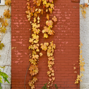 Chimney Odors by Season A Guide - Poughkeepsie NY - All Seasons Chimney fall