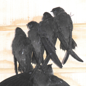 six black chimney swifts perched vertically on a wall